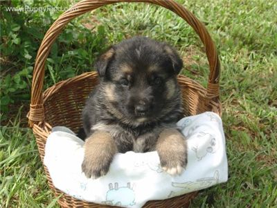 GermanShepherdpuppieswanted